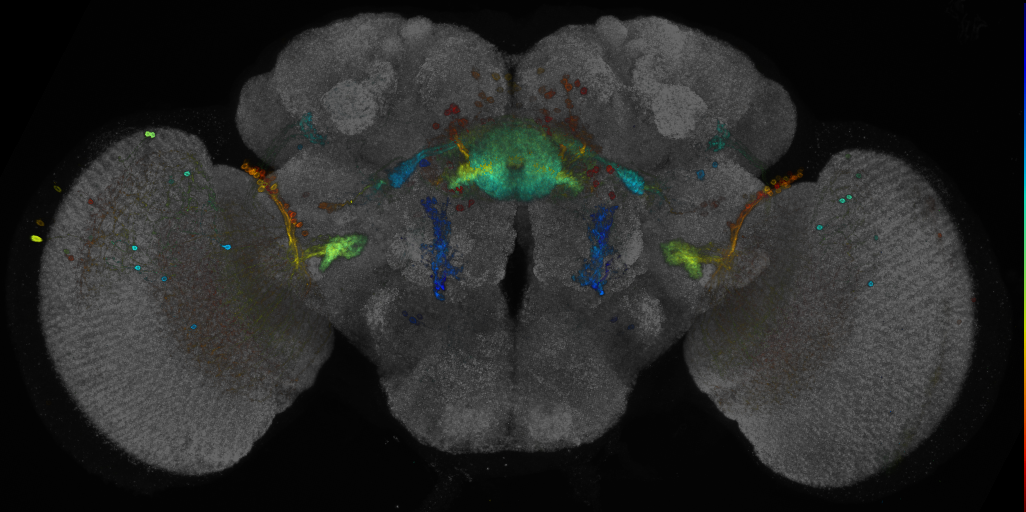 JRC_R19G02 GAL4 in the adult brain