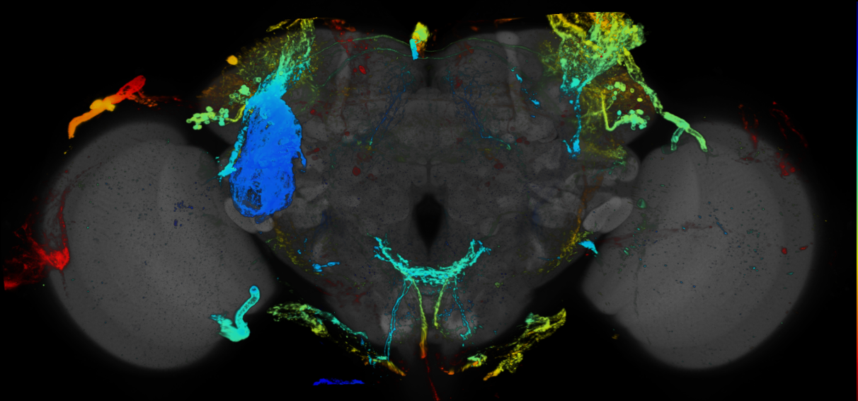 P{GMR44G08-GAL4} expression pattern