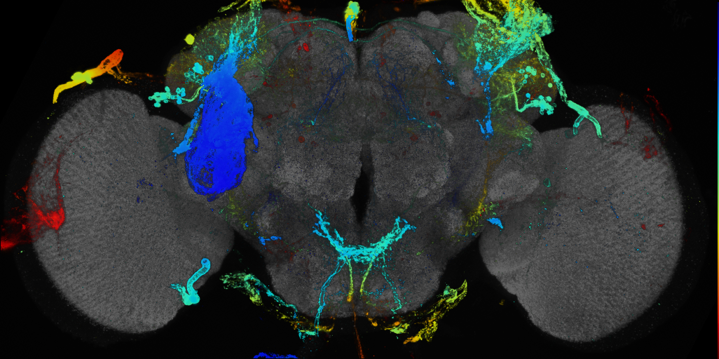 P{GMR44G08-GAL4} expression pattern