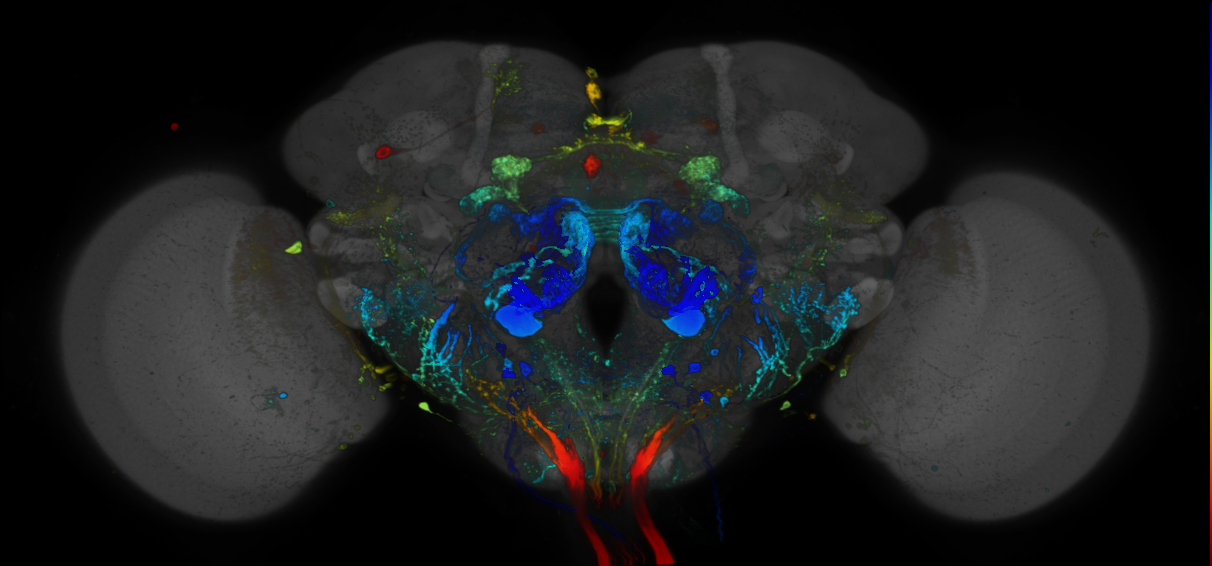 JRC_R42G12 GAL4 in the adult brain