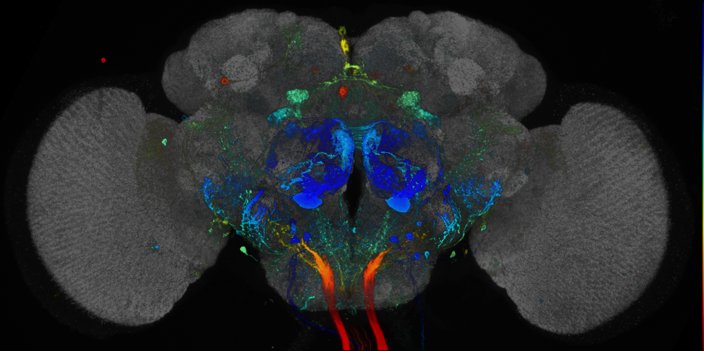 JRC_R42G12 GAL4 in the adult brain