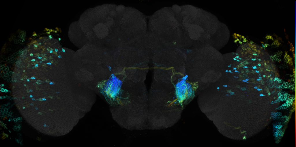 JRC_R53C12 GAL4 in the adult brain