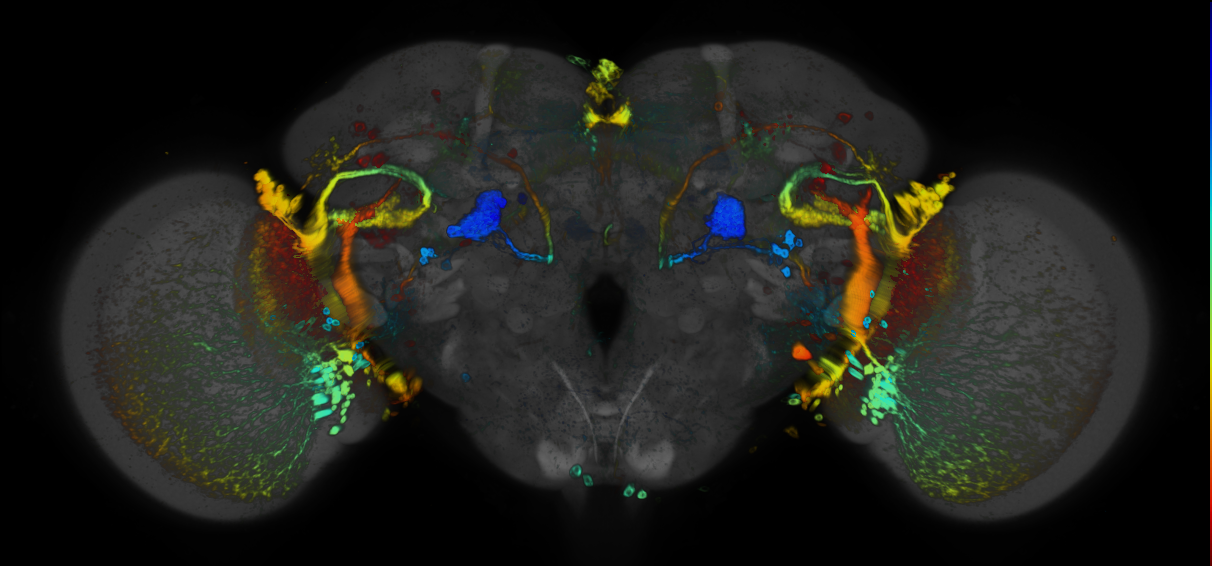 P{GMR72C11-GAL4} expression pattern