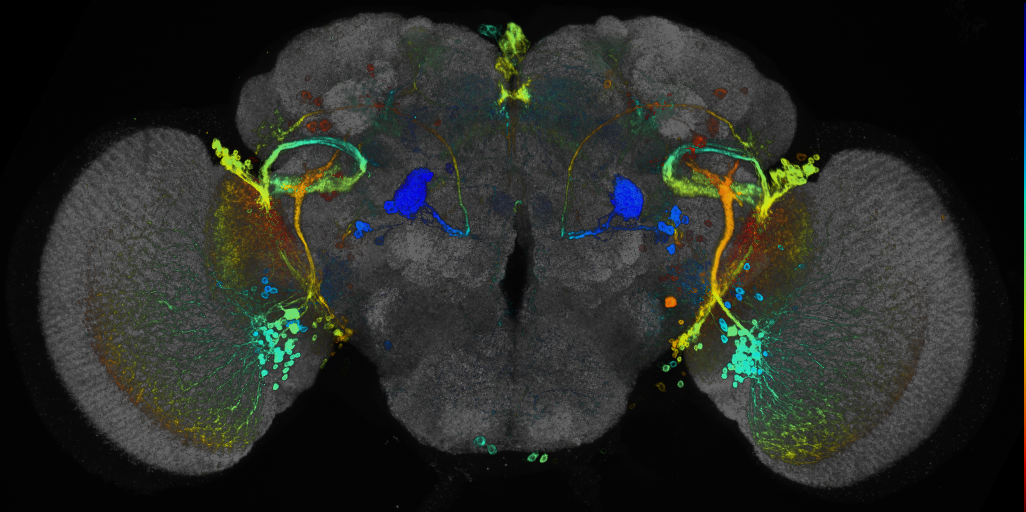 P{GMR72C11-GAL4} expression pattern