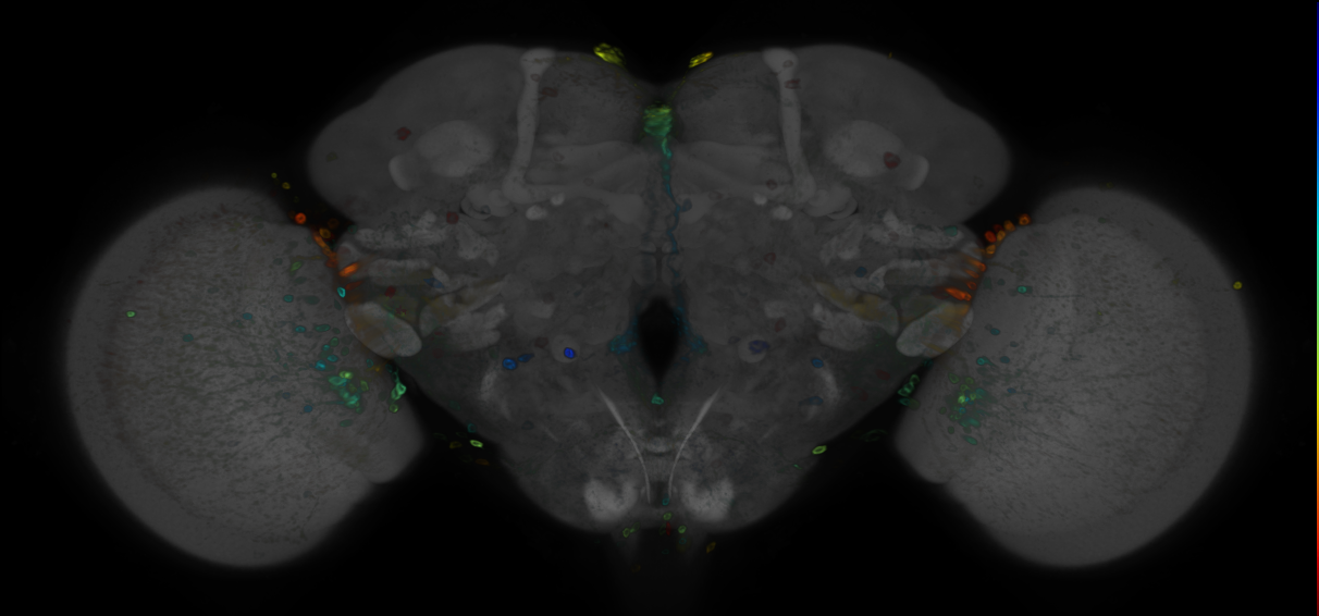 P{GMR77D02-GAL4} expression pattern