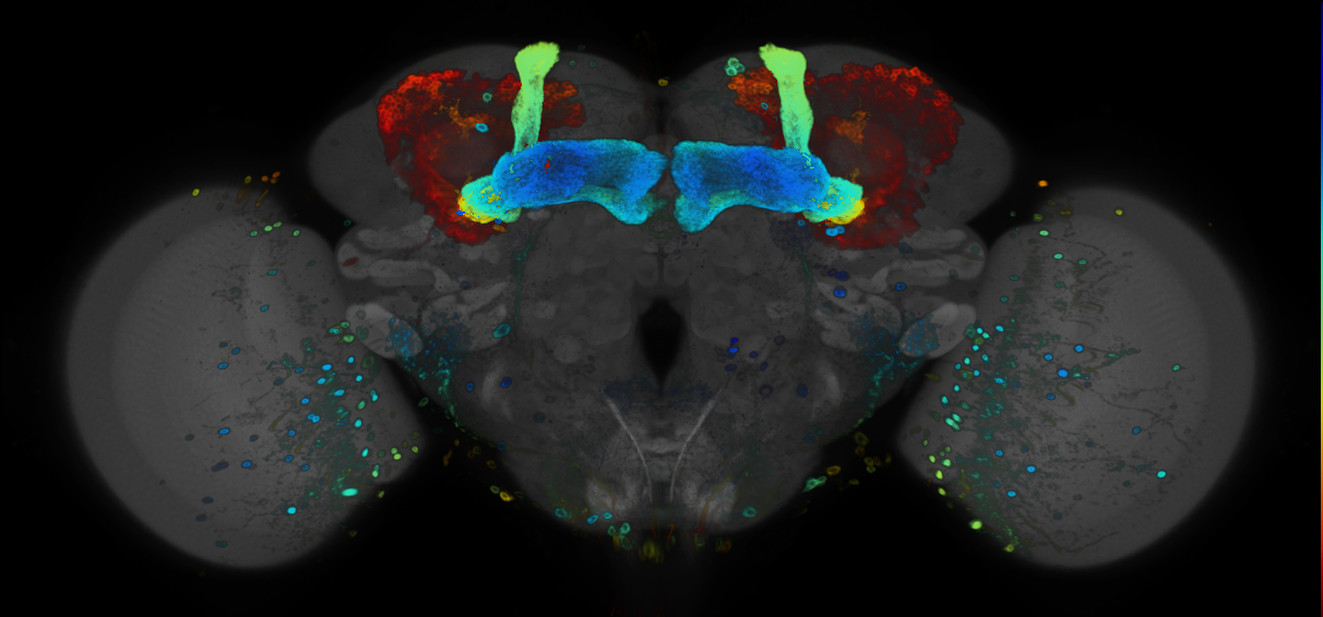 JRC_R73H06 GAL4 in the adult brain