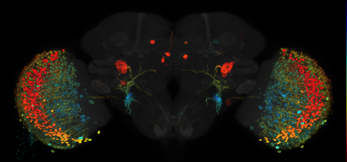 JRC_R9D12 GAL4 in the adult brain