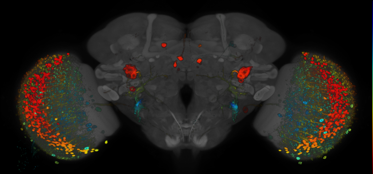 P{GMR9D12-GAL4} expression pattern