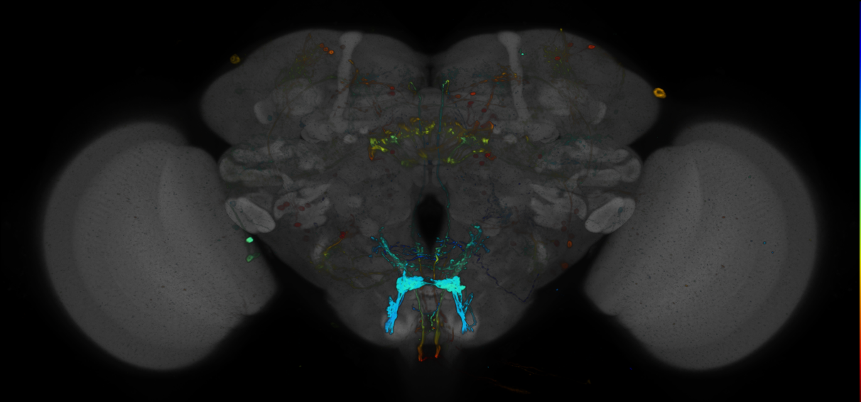 JRC_R68C02 GAL4 in the adult brain