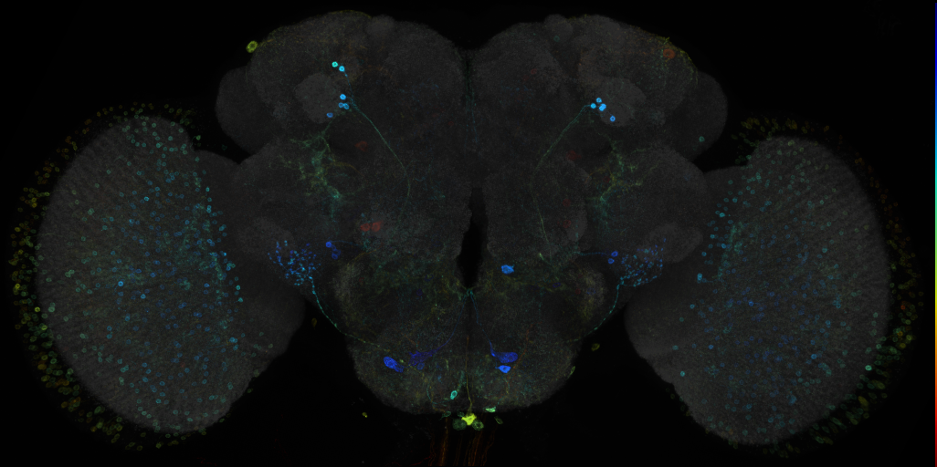 JRC_R46A02 GAL4 in the adult brain