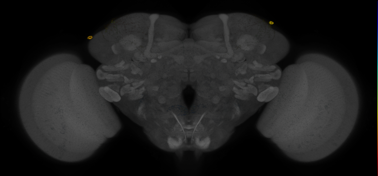 P{GMR54C09-GAL4} expression pattern