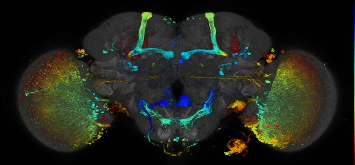 P{GMR67A03-GAL4} expression pattern
