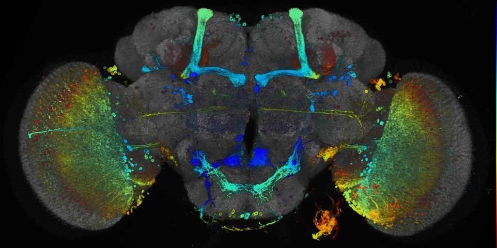 P{GMR67A03-GAL4} expression pattern