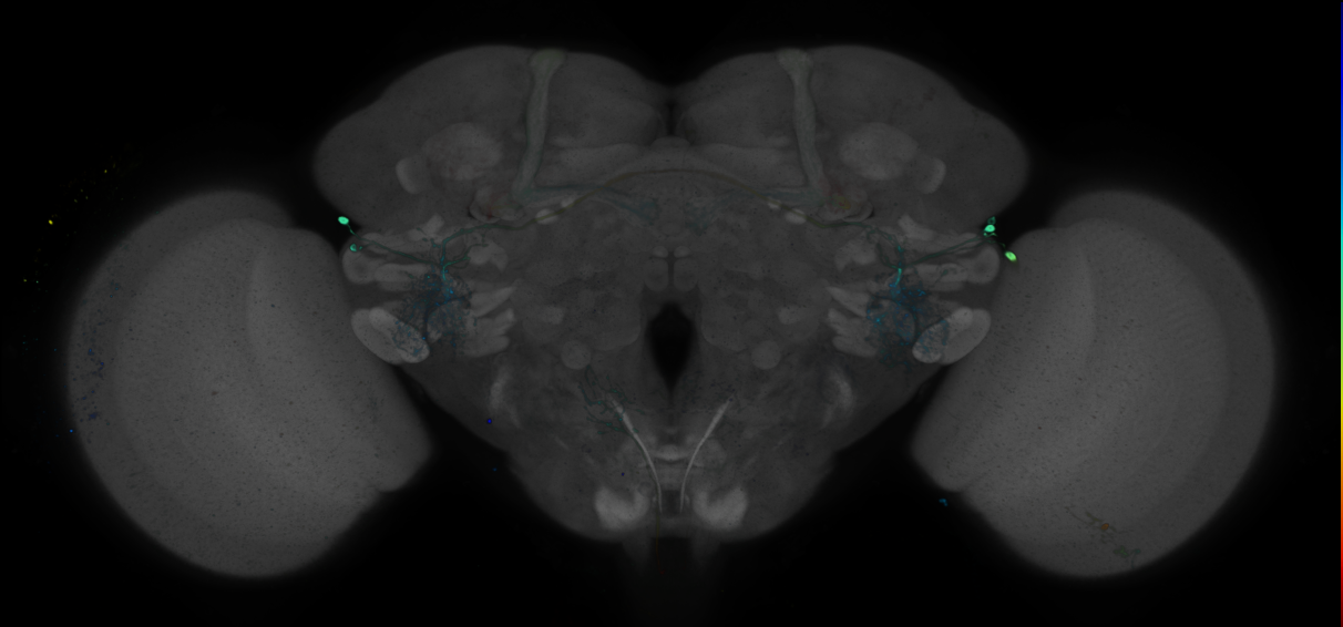 JRC_R95D03 GAL4 in the adult brain