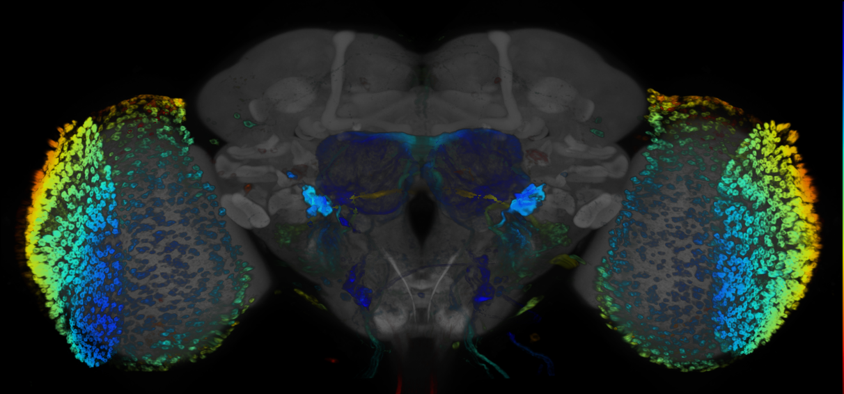 JRC_R74B05 GAL4 in the adult brain
