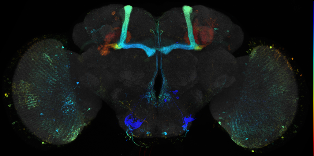 JRC_R43H07 GAL4 in the adult brain