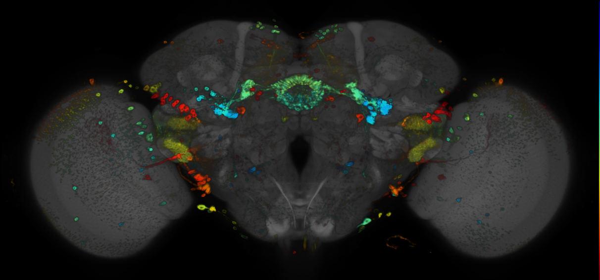 JRC_R67B01 GAL4 in the adult brain