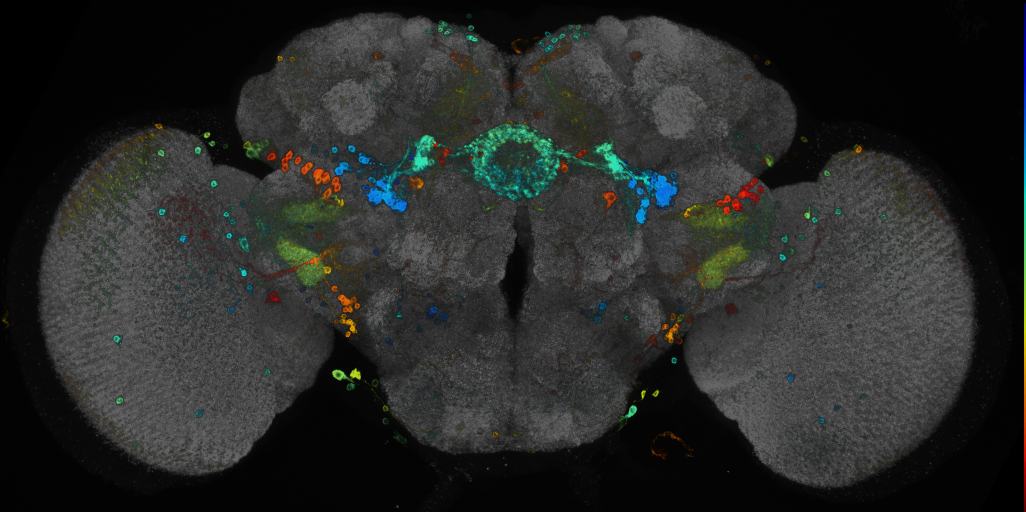 JRC_R67B01 GAL4 in the adult brain