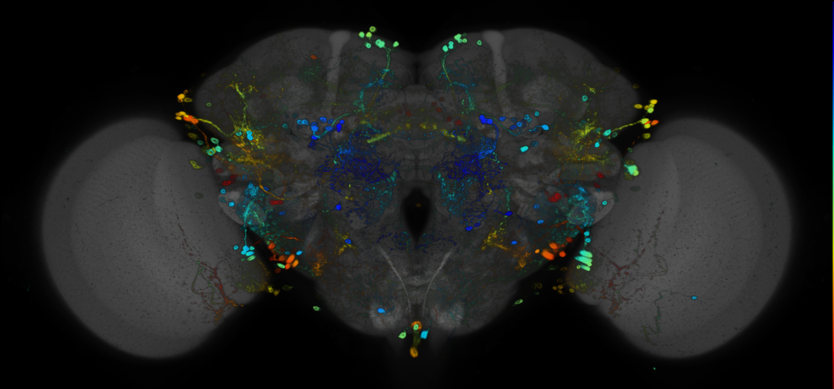 JRC_R39G12 GAL4 in the adult brain