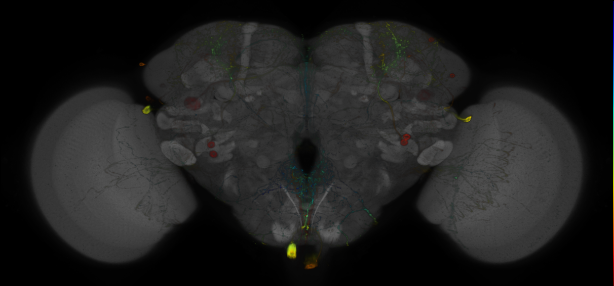 P{GMR55A10-GAL4} expression pattern