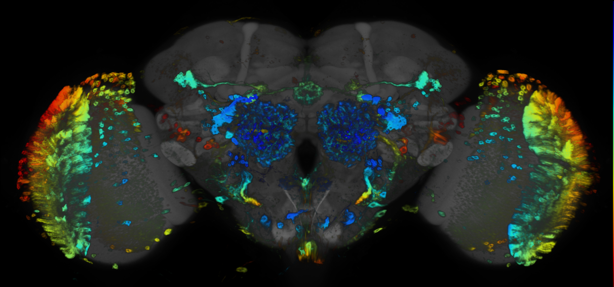 JRC_R53H08 GAL4 in the adult brain