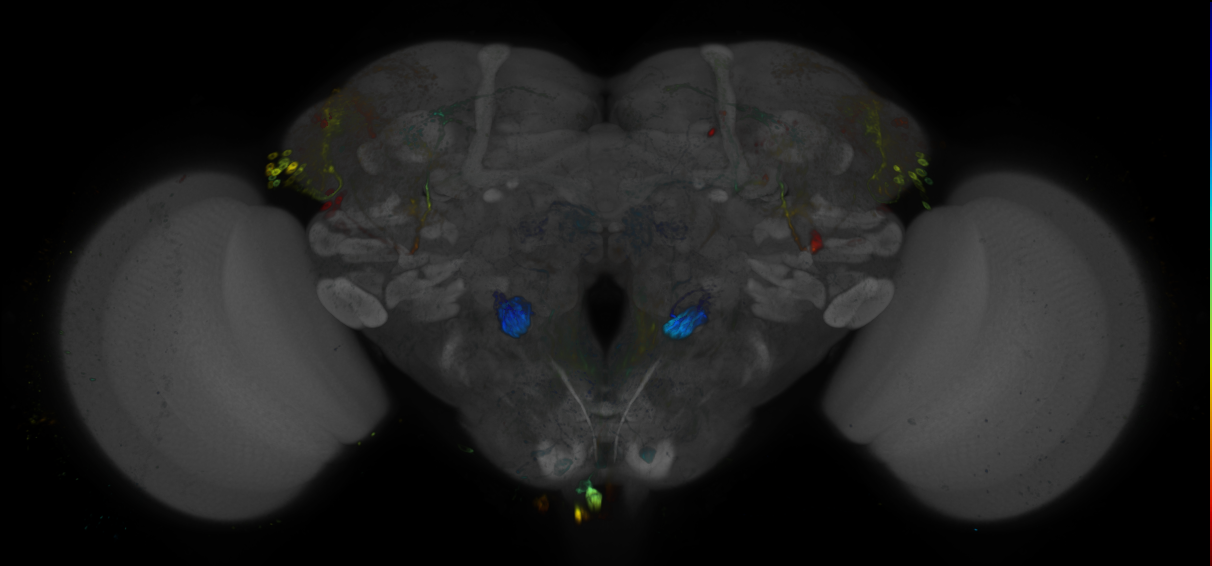 JRC_R30H02 GAL4 in the adult brain