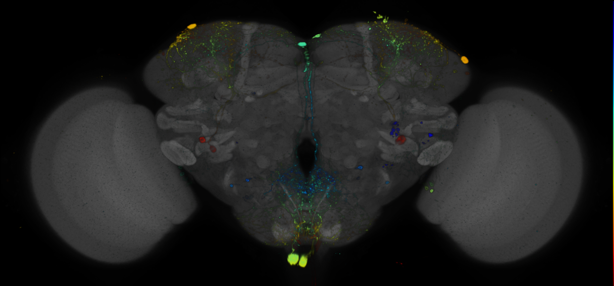 P{GMR95E01-GAL4} expression pattern