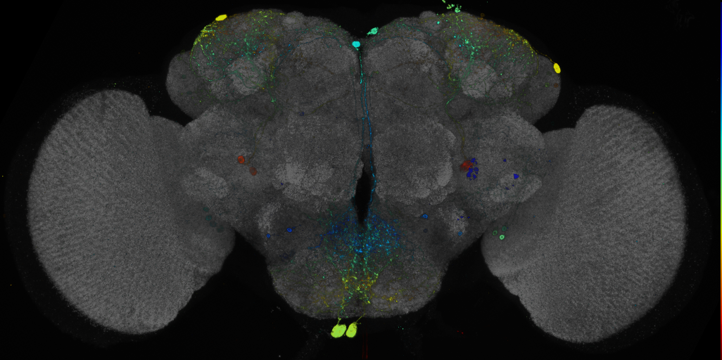 P{GMR95E01-GAL4} expression pattern