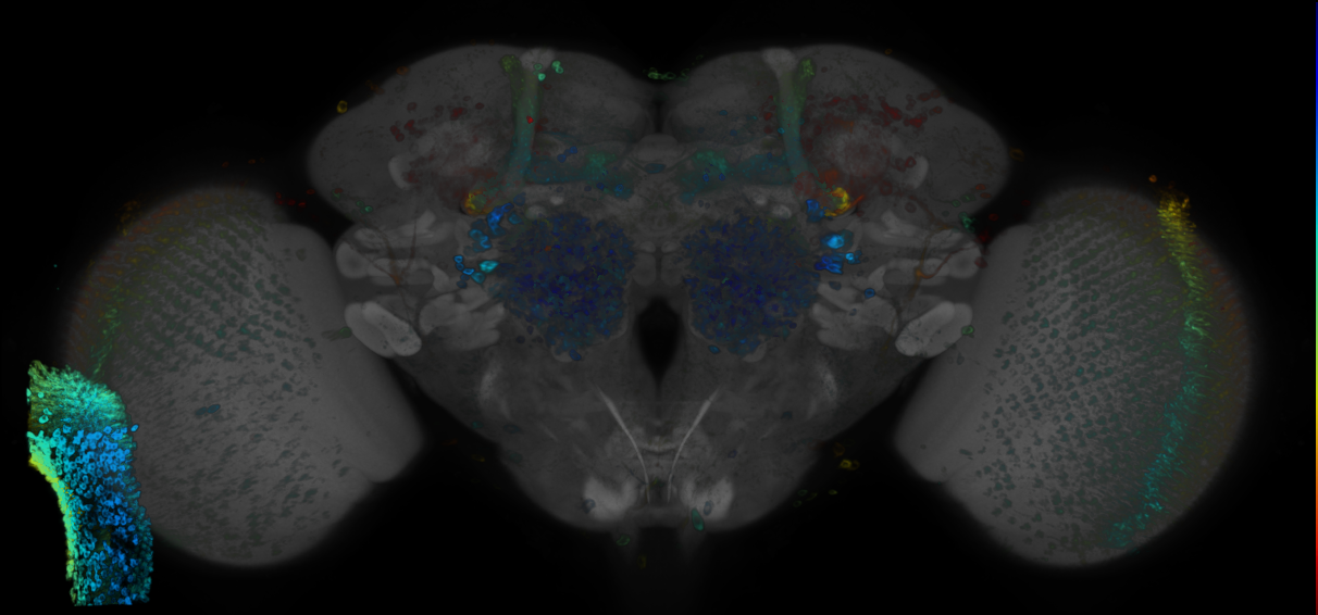 P{GMR12F09-GAL4} expression pattern