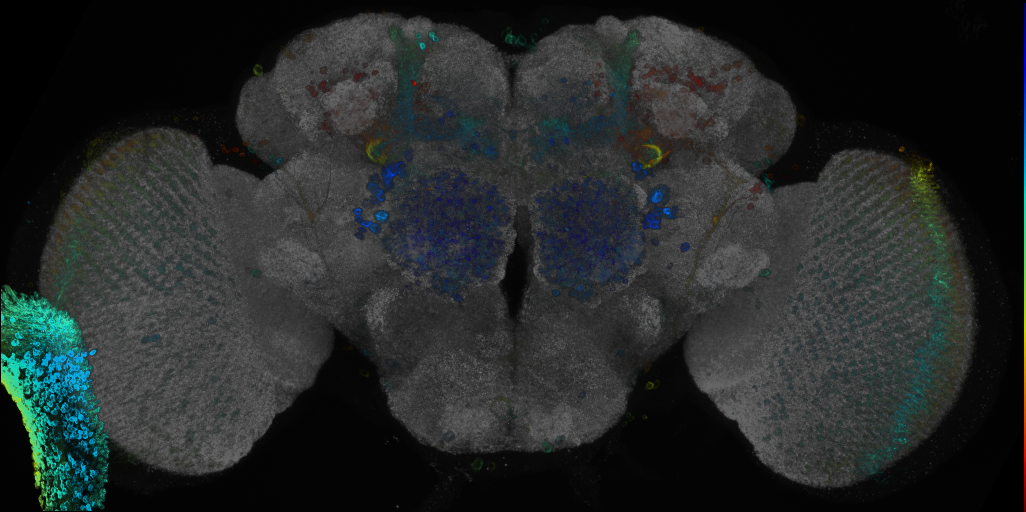 P{GMR12F09-GAL4} expression pattern