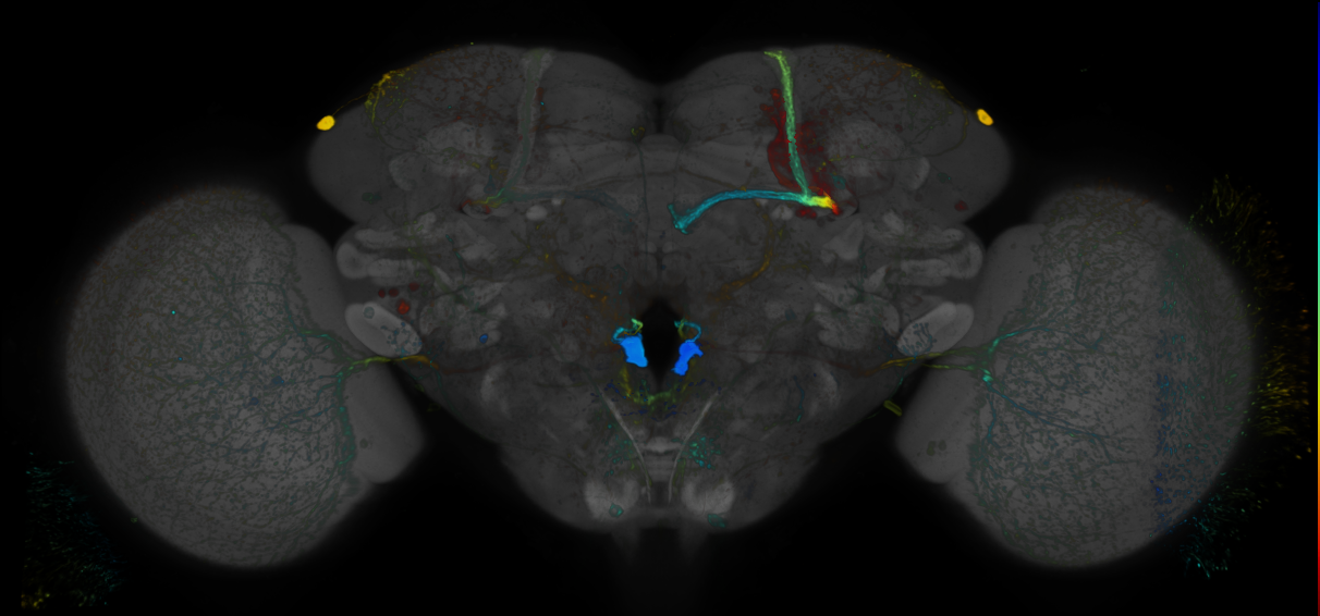 P{GMR60D12-GAL4} expression pattern