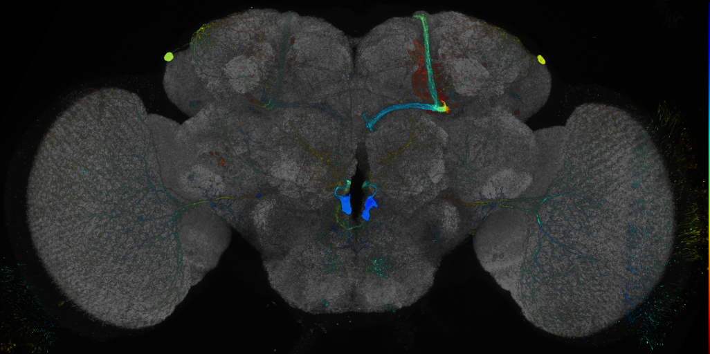 P{GMR60D12-GAL4} expression pattern