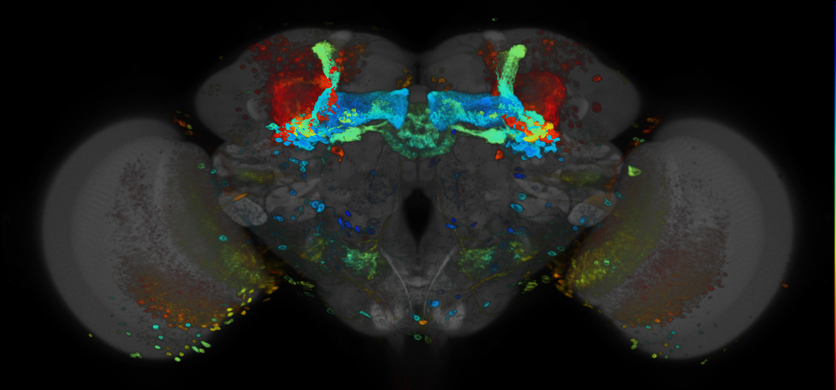 P{GMR33C08-GAL4} expression pattern