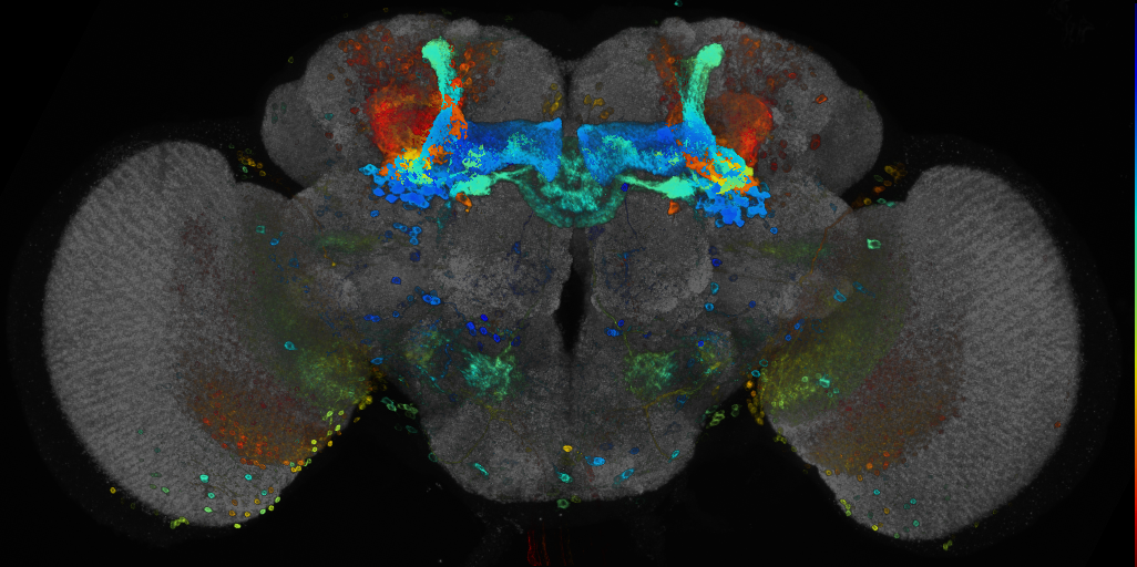 P{GMR33C08-GAL4} expression pattern