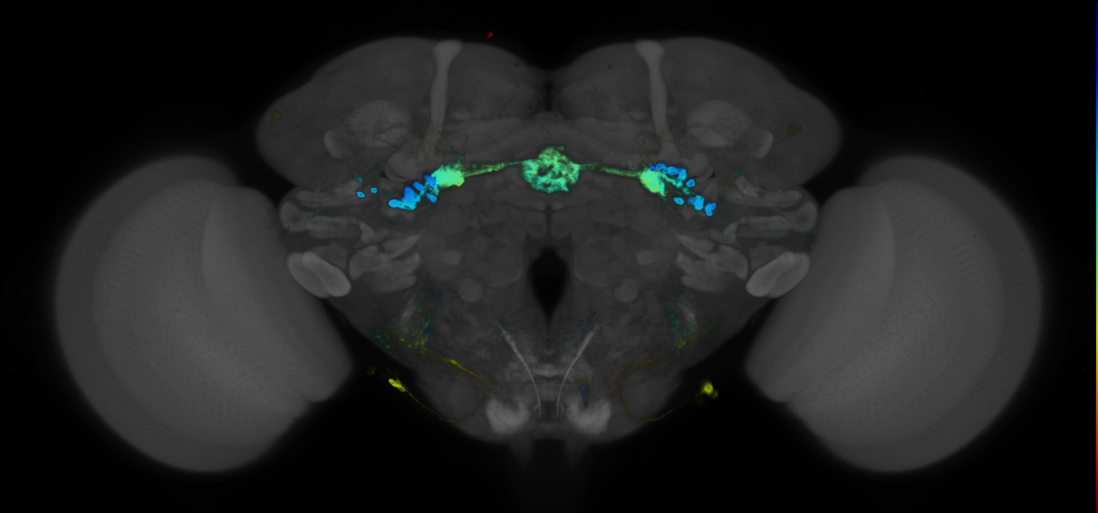 JRC_R28E01 GAL4 in the adult brain
