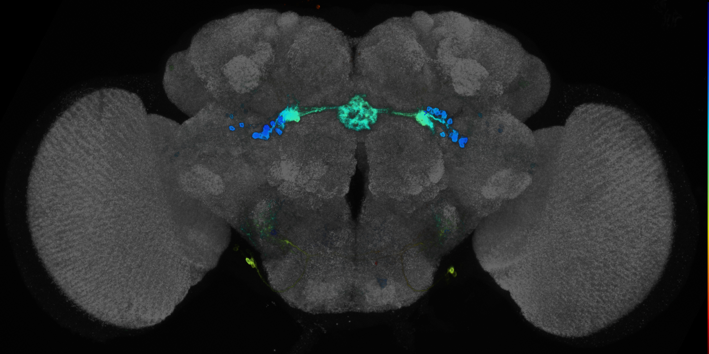 JRC_R28E01 GAL4 in the adult brain