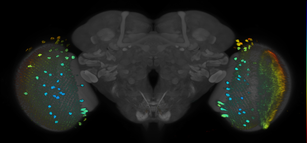 JRC_R75E05 GAL4 in the adult brain