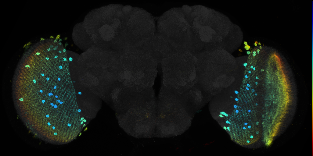 JRC_R75E05 GAL4 in the adult brain