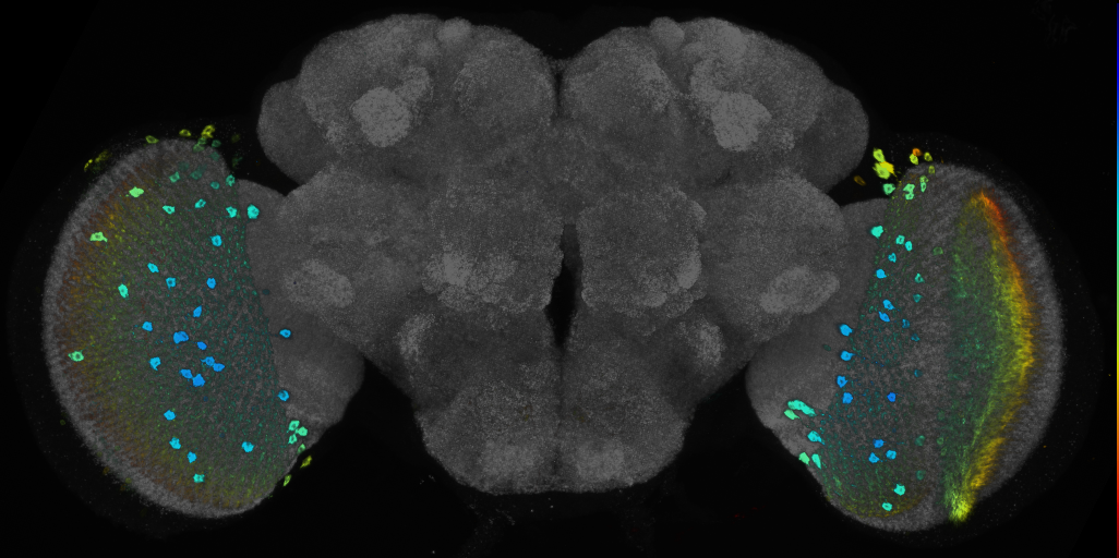 JRC_R75E05 GAL4 in the adult brain