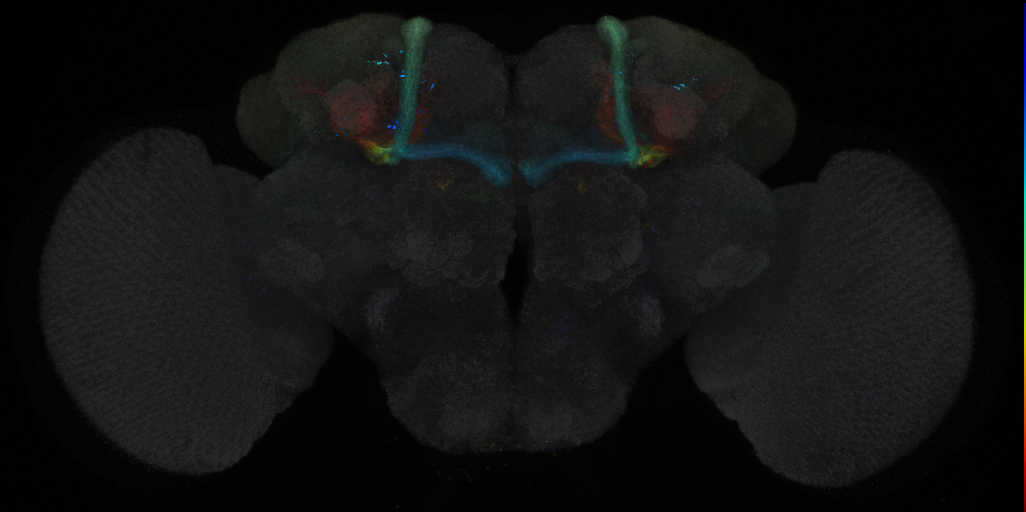 JRC_R43B04 GAL4 in the adult brain
