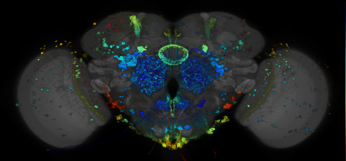 P{GMR89D06-GAL4} expression pattern