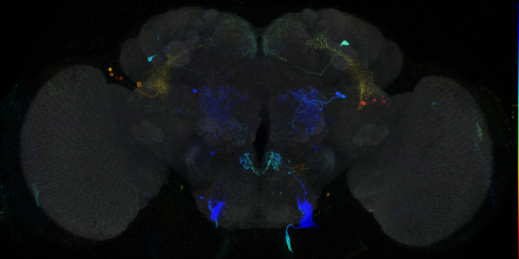 JRC_R75C05 GAL4 in the adult brain