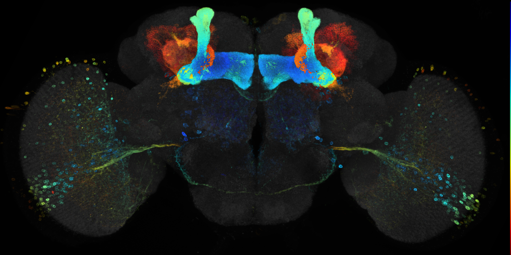 JRC_R26E07 GAL4 in the adult brain