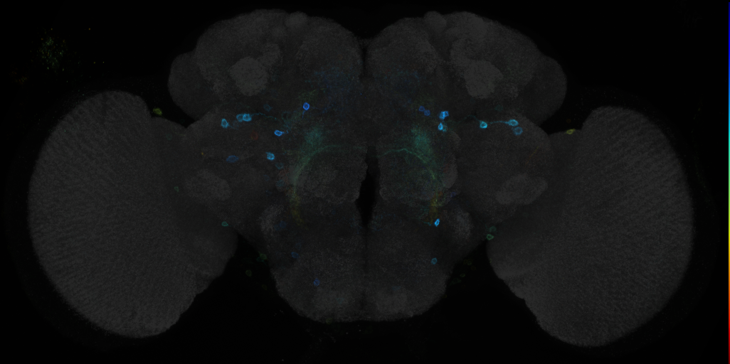 JRC_R56A11 GAL4 in the adult brain