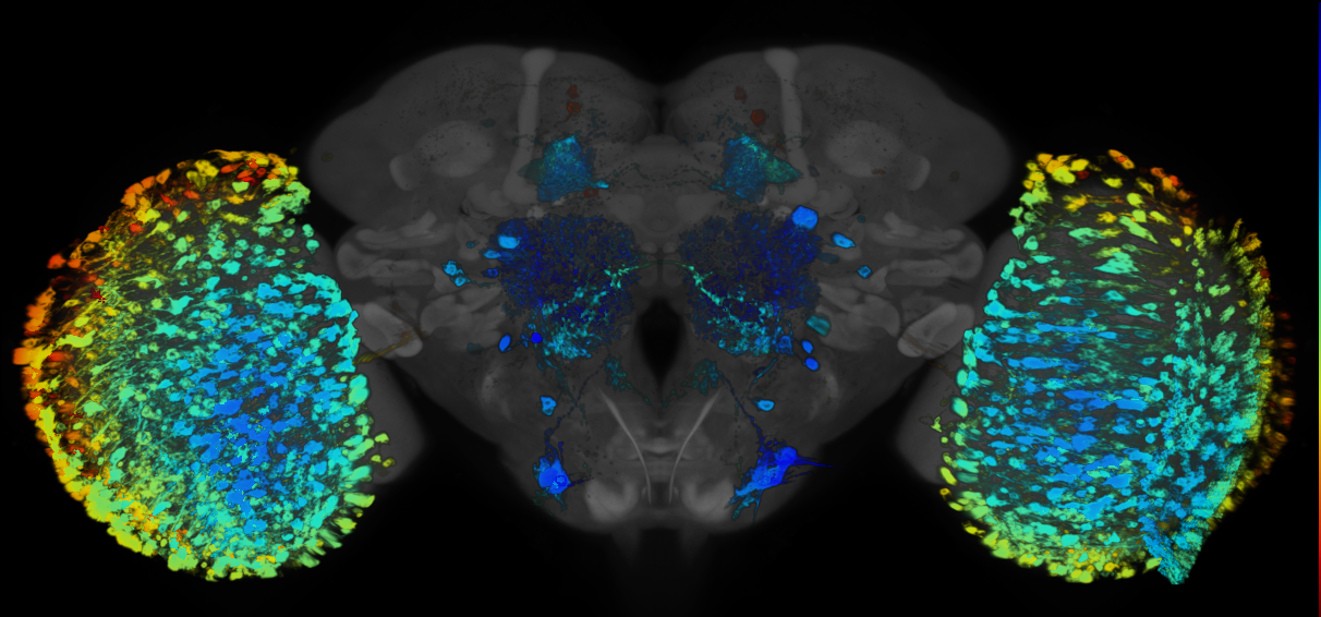 P{GMR36A08-GAL4} expression pattern