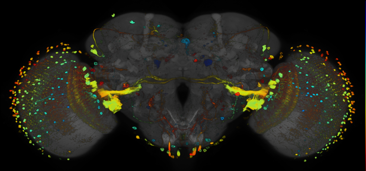 P{GMR70D01-GAL4} expression pattern