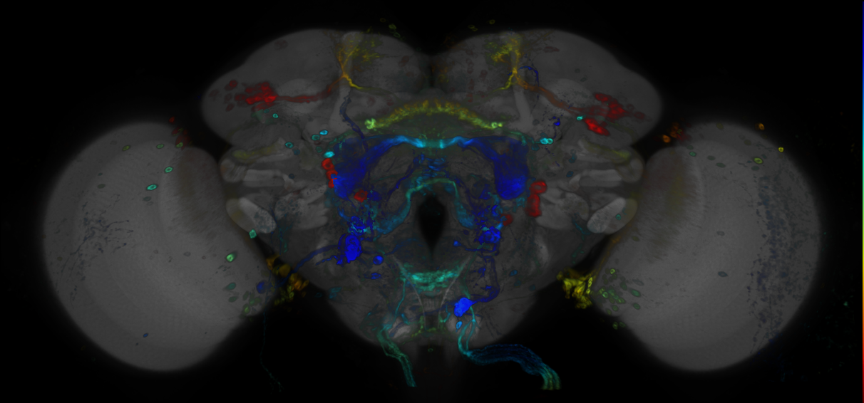 P{GMR67A02-GAL4} expression pattern