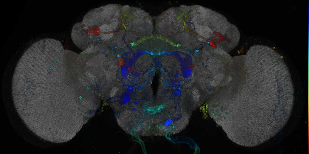 P{GMR67A02-GAL4} expression pattern