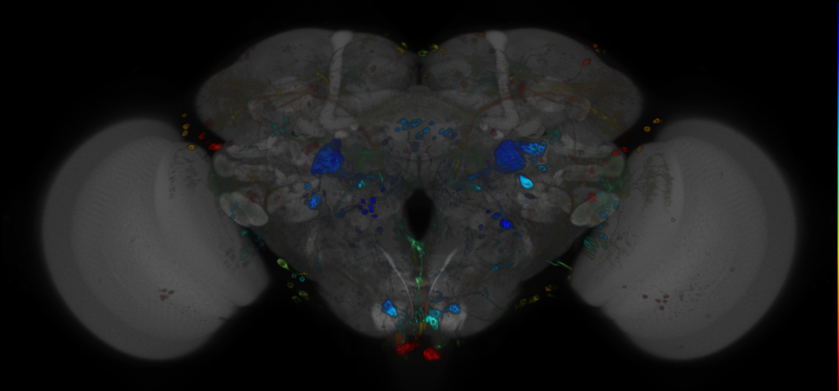 JRC_R22G11 GAL4 in the adult brain