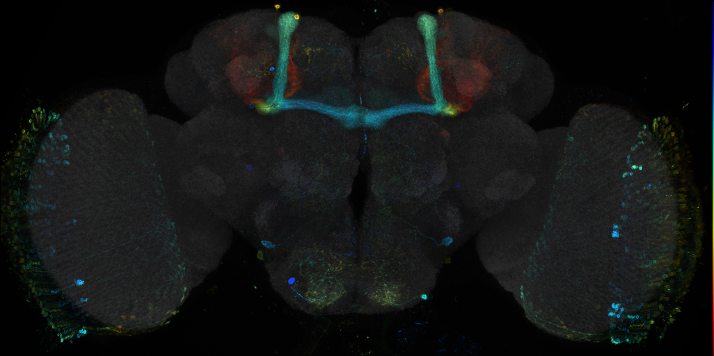 JRC_R26D01 GAL4 in the adult brain